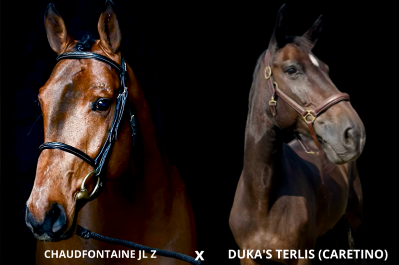 Foto CHAUDFONTAINE JL Z X DUKA'S TERLIS (CARETINO)