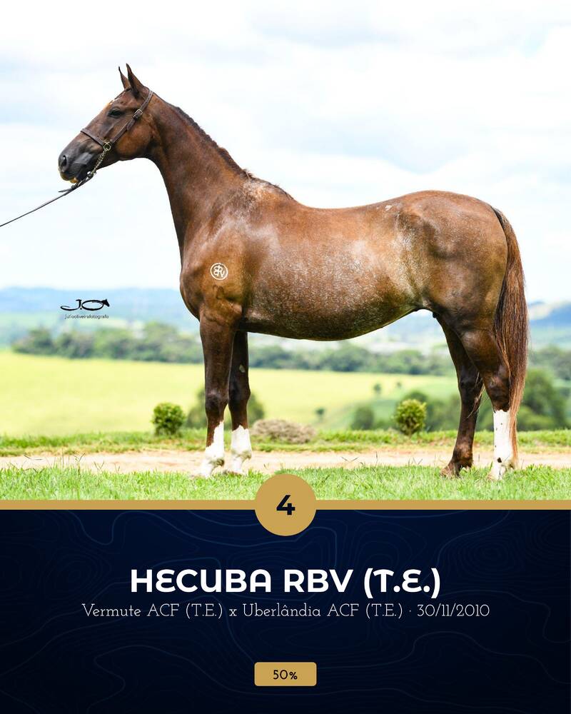 Foto (50.0%) HECUBA RBV (T.E.)