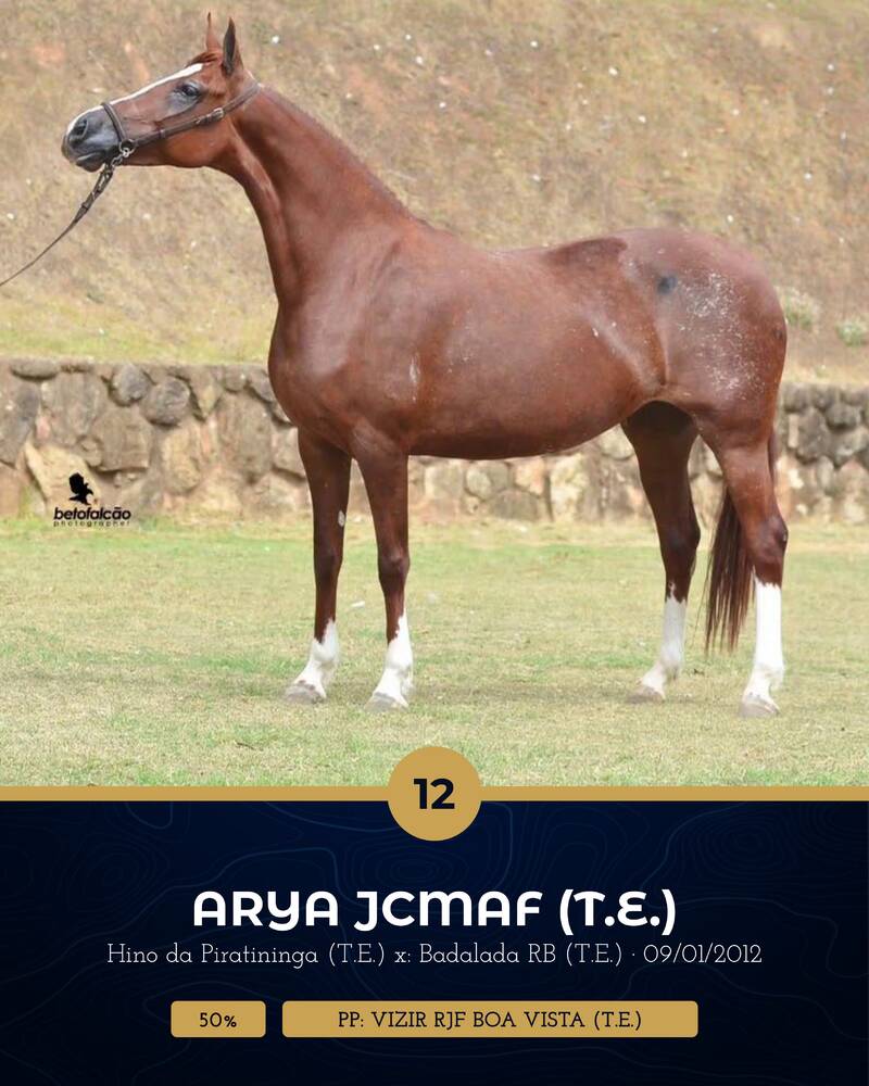 Foto (50.0%) ARYA JCMAF (T.E.) (PRENHEZ POSITIVA VIZIR RJF BOA VISTA (T.E.))