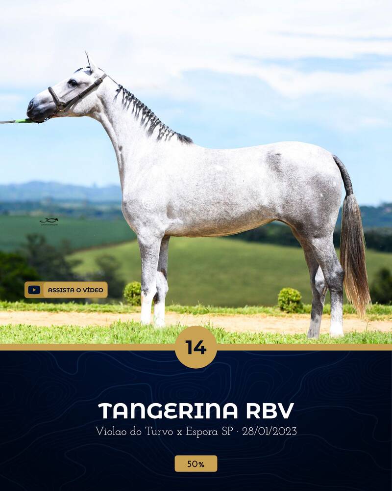 Foto (50.0%) TANGERINA RBV