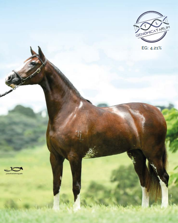 Foto (50.0%) EMBRIÃO EVIDÊNCIA X OUSADO ACF