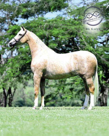 Foto (50.0%) EMBRIÃO ESCOLHIDA DA TARLIM X ALECRIM MAB