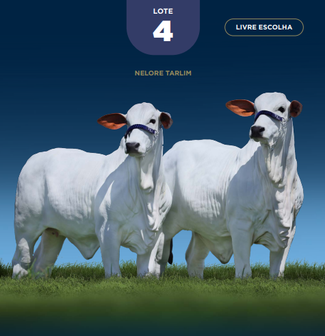 Foto AMADA FIV DA TARLIM OU ALTIVA FIV DA TARLIM (LIVRE ESCOLHA)