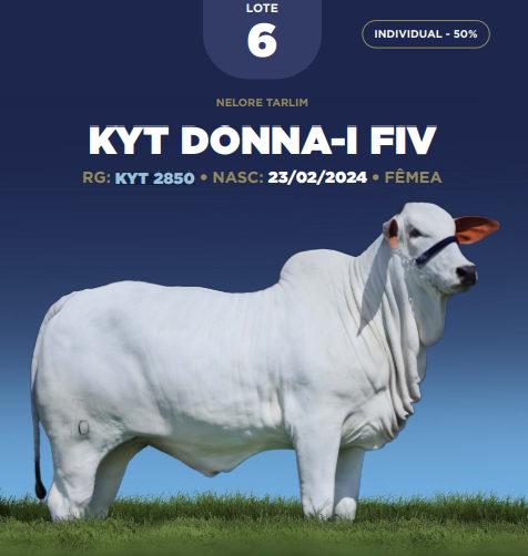 Foto (50.0%) KYT DONNA-I FIV