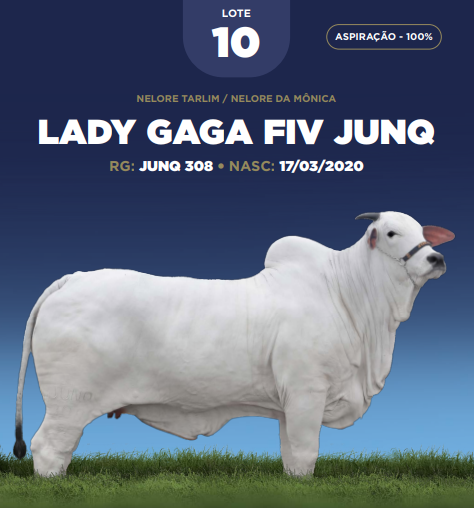 Foto (100.0%) ASPIRAÇÃO LADY GAGA FIV JUNQ