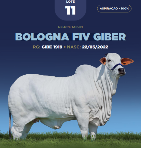Foto (100.0%) ASPIRAÇÃO BOLOGNA FIV GIBER