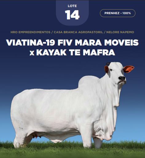 Foto (100.0%) PRENHEZ VIATINA-19 FIV MARA MOVEIS X KAYAK TE MAFRA