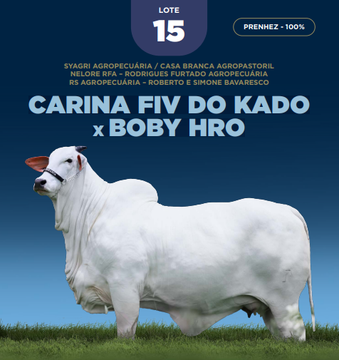 Foto (100.0%) PRENHEZ CARINA FIV DO KADO X BOBY HRO