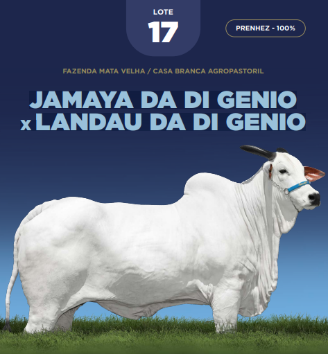 Foto (100.0%) PRENHEZ JAMAYA DA DI GENIO X LANDAU DA DI GENIO