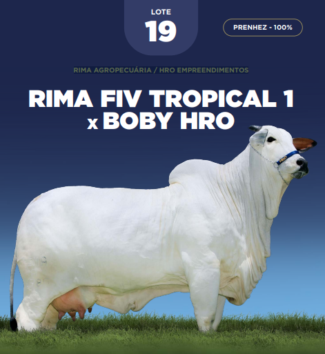 Foto (100.0%) PRENHEZ RIMA FIV TROPICAL 1 X BOBY HRO