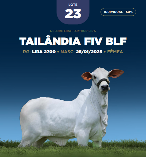 Foto (50.0%) TAILÂNDIA FIV BLF