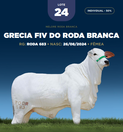 Foto (50.0%) GRECIA FIV DO RODA BRANCA