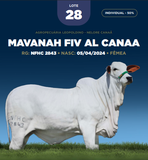 Foto (50.0%) MAVANAH FIV AL CANAA