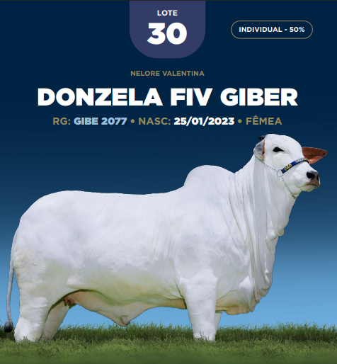 Foto (50.0%) DONZELA FIV GIBER