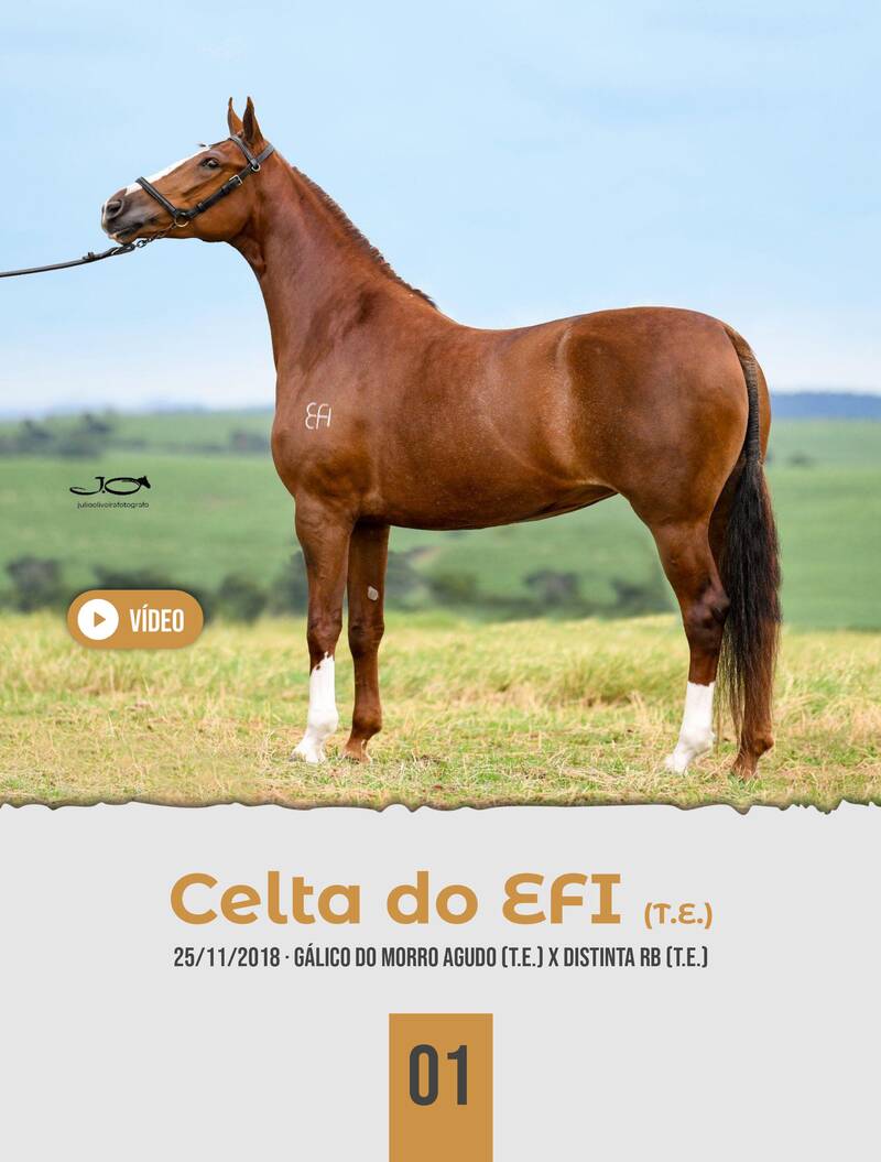 Foto CELTA DO EFI (T.E.)