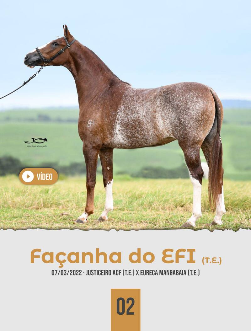 Foto FAÇANHA DO EFI (T.E.)