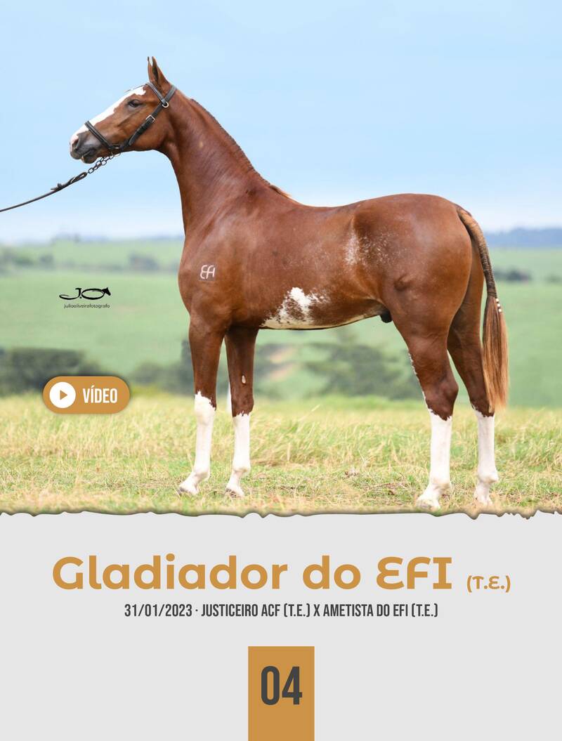 Foto GLADIADOR DO EFI (T.E.)