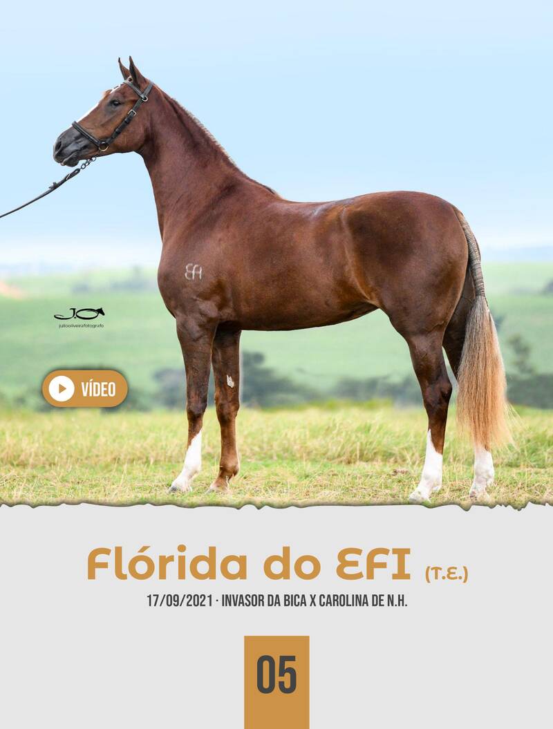 Foto FLÓRIDA DO EFI (T.E.)
