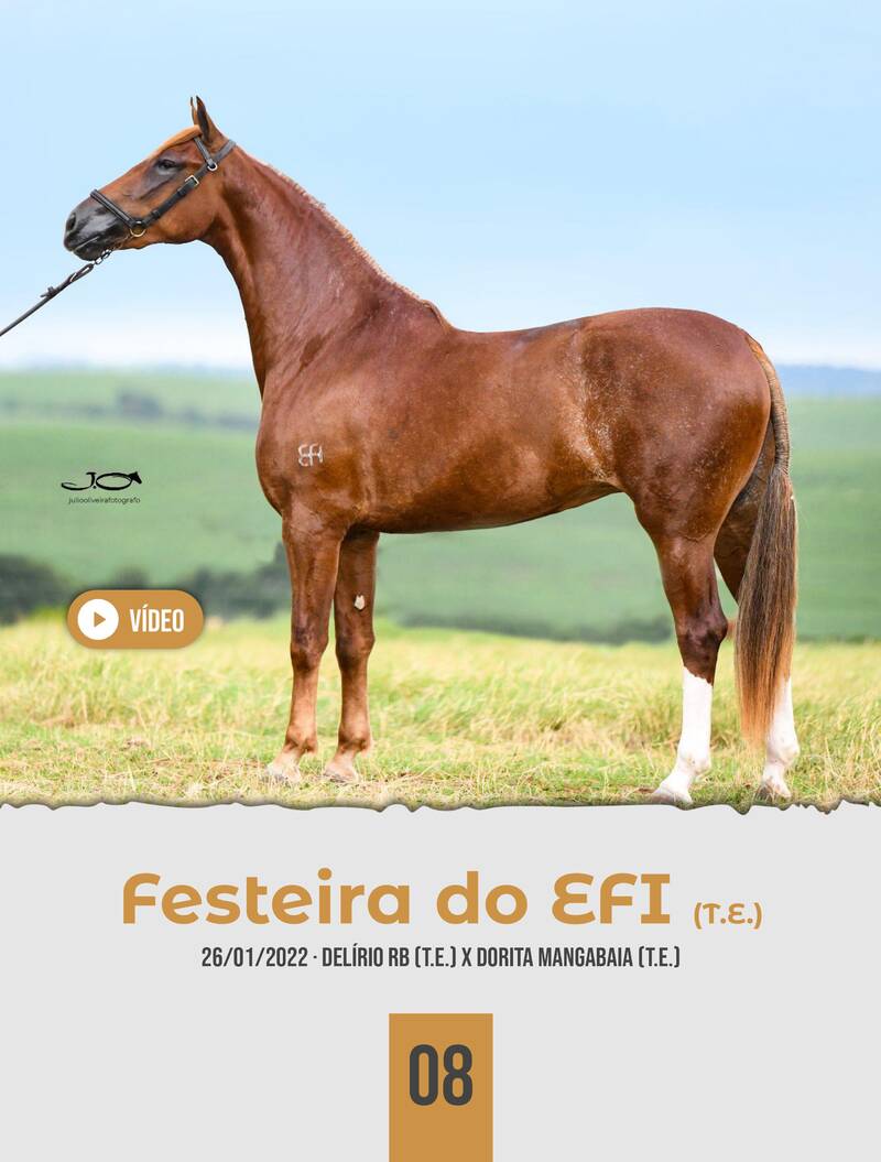Foto FESTEIRA DO EFI (T.E.)