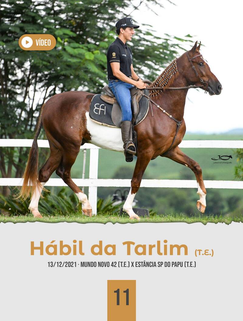 Foto HÁBIL DA TARLIM (T.E.)