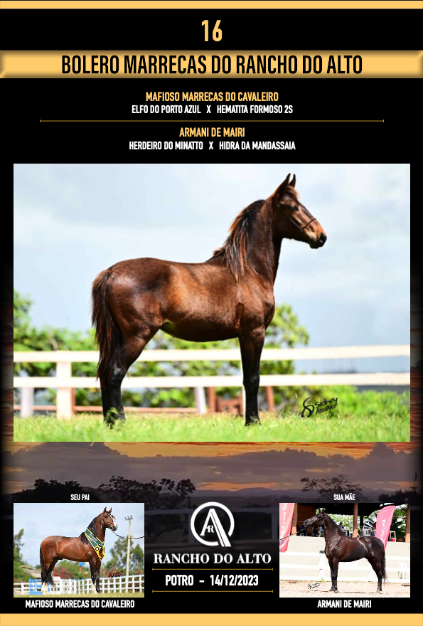 Foto BOLERO MARRECAS DO RANCHO DO ALTO