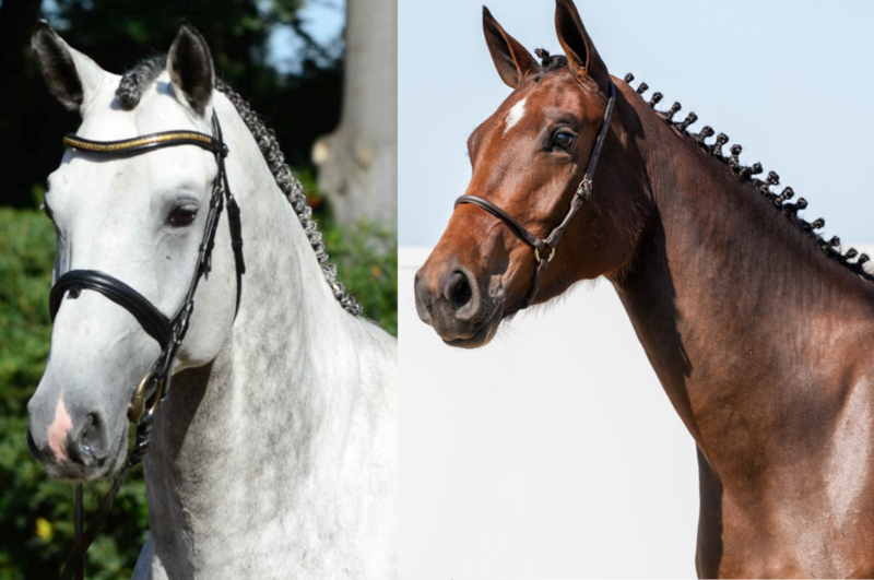 Foto CHACOON BLUE X CHARENTES V/D BRAEMBEIER Z (CONTHARGOS)