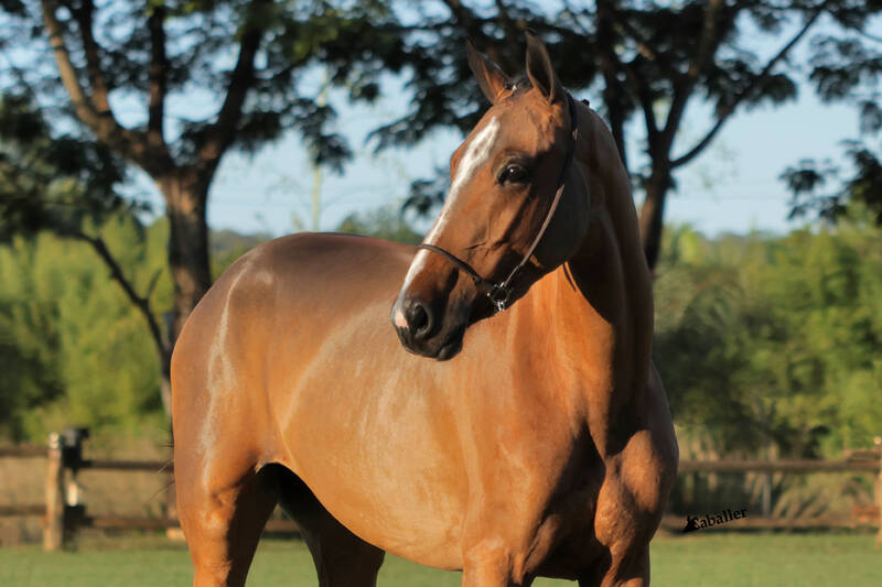 Foto SABIANA MK
