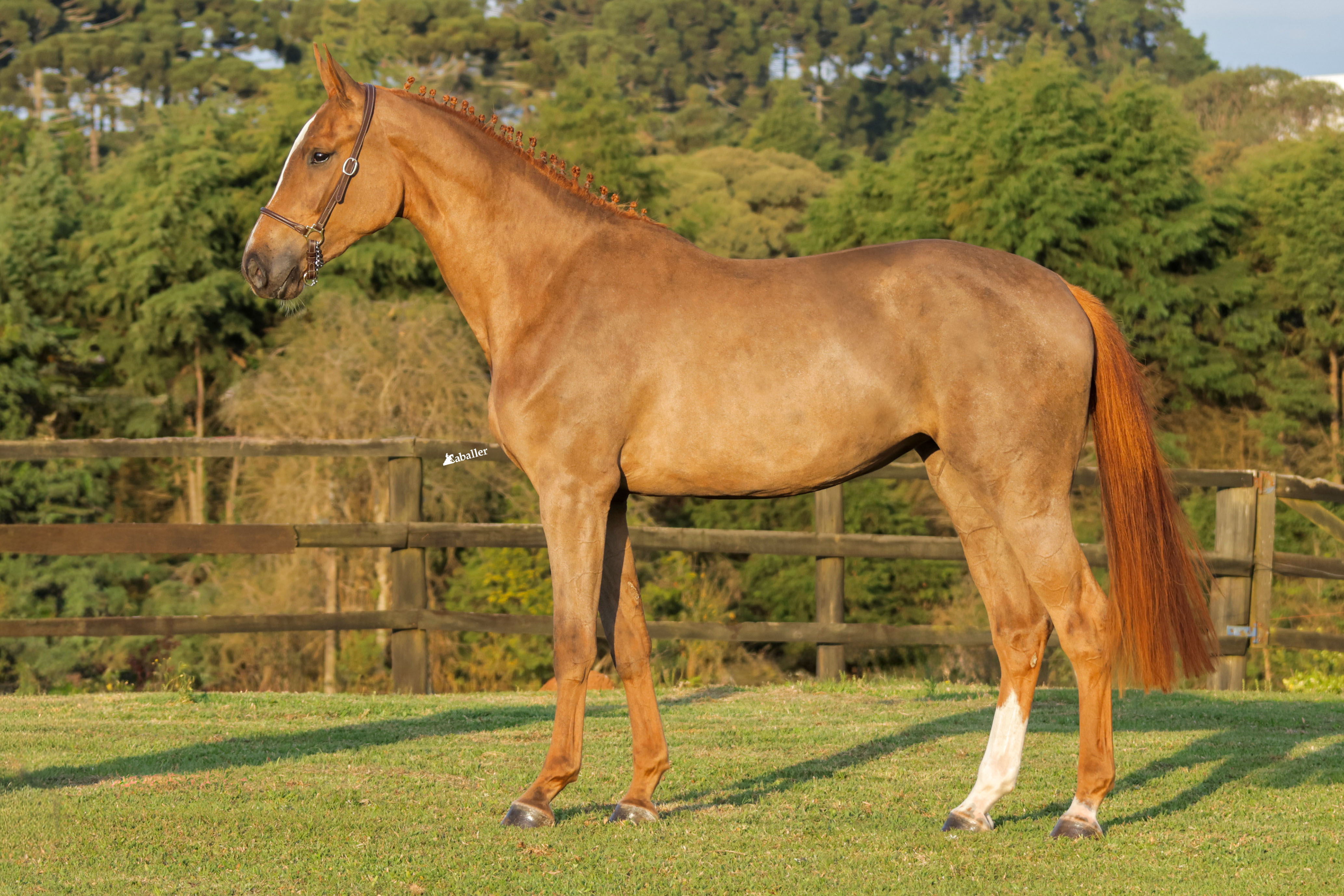 Foto LADY STELLAR CEQUIPEL
