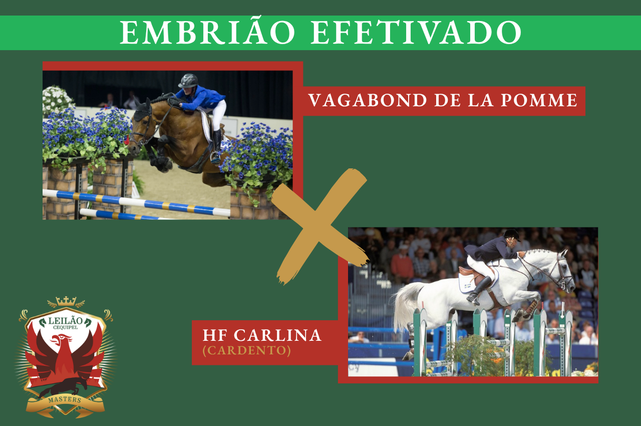 Foto VAGABOND DE LA POMME X HF CARLINA (CARDENTO)