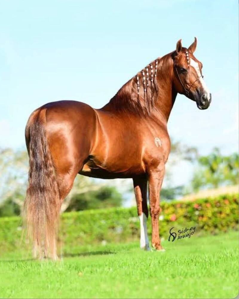 Foto GALANTE DA TERRA DOURADA