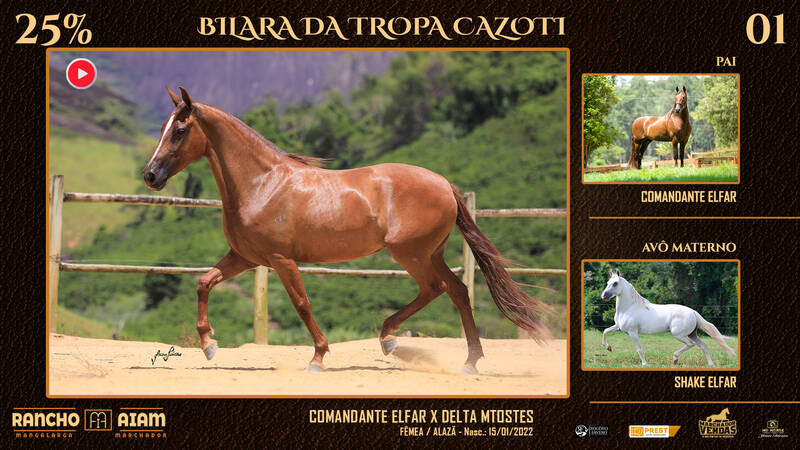 Foto BILARA DA TROPA CAZOTI