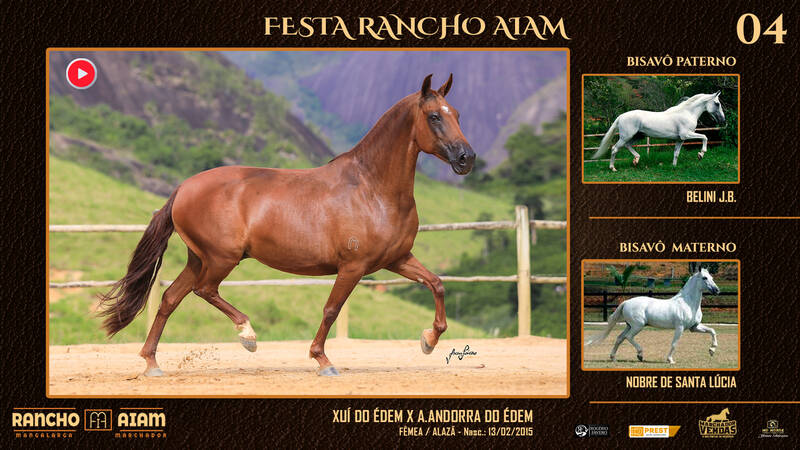 Foto FESTA RANCHO AIAM