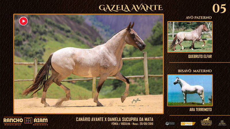 Foto GAZELA AVANTE