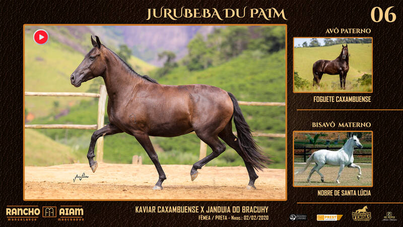 Foto JURUBEBA DU PAIM