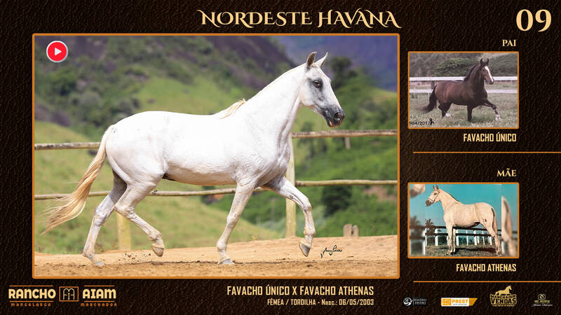 Foto NORDESTE HAVANA