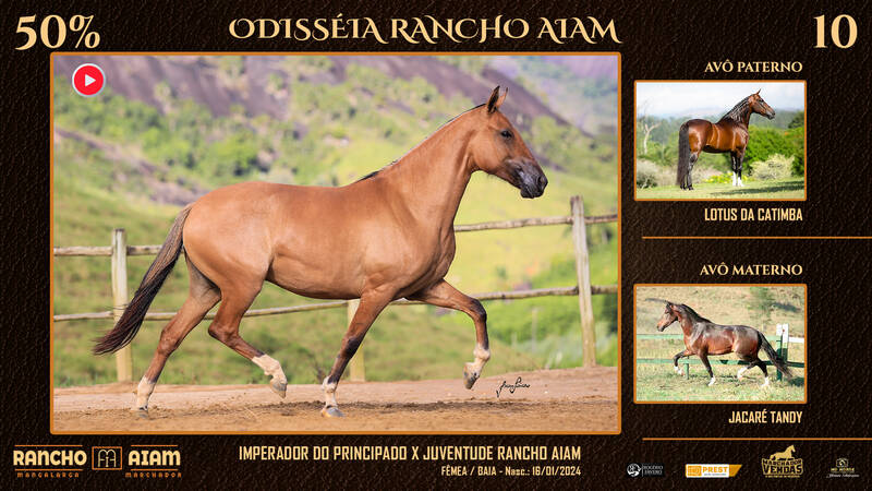 Foto ODISSÉIA RANCHO AIAM