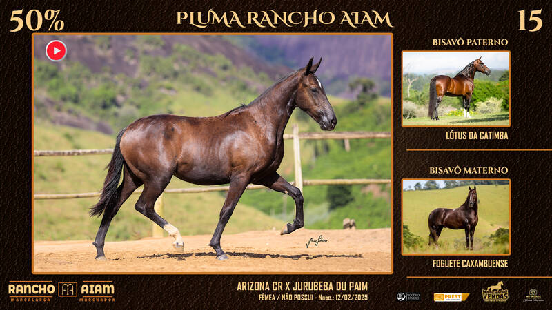 Foto PLUMA RANCHO AIAM