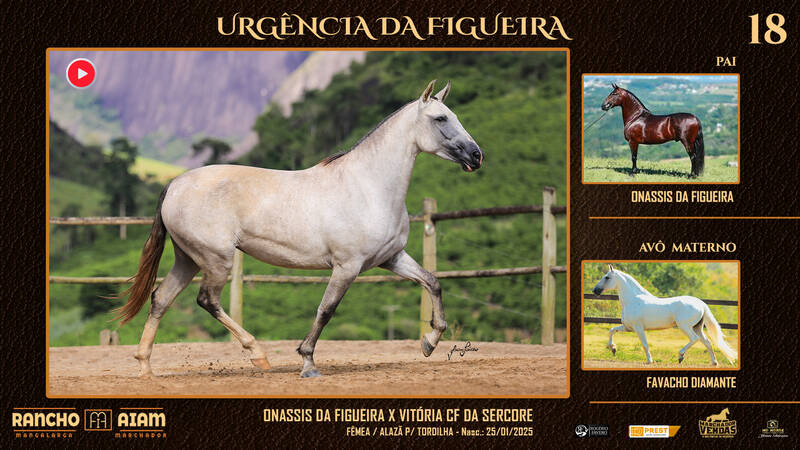 Foto URGÊNCIA DA FIGUEIRA