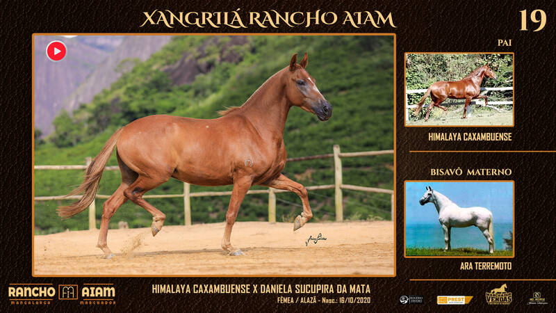 Foto XANGRILÁ RANCHO AIAM