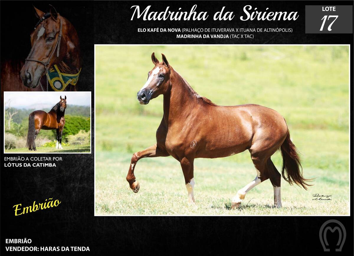 Foto MADRINHA DA SIRIEMA